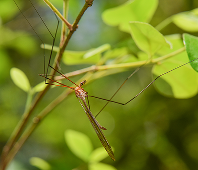 Brachypremna unicolor Osten Sacken, male specimen from Parque Nacional Ciénaga de Zapata, Cuba. Image: Julia Thomsen and James Bryan Davis (XplorMor International Inc.)
