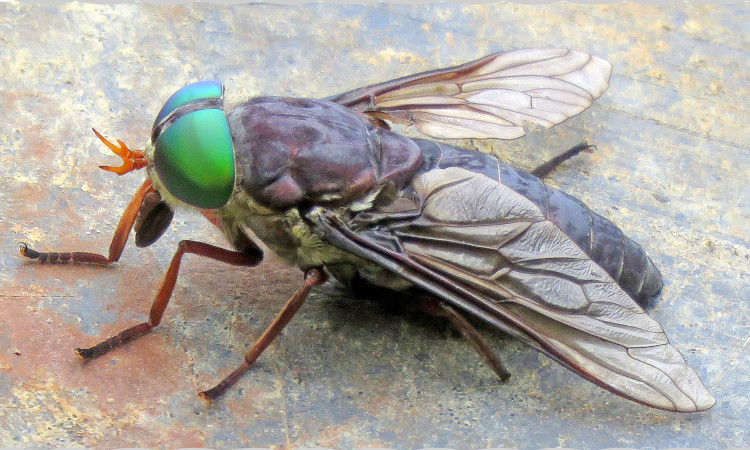 Tabanus americanus